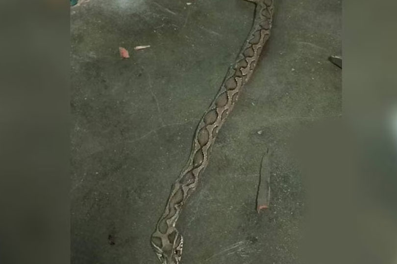 തിരുവനന്തപുരത്ത് വീട്ടിൽ കിടന്നുറങ്ങുകയായിരുന്ന കുട്ടിയെ അണലി കടിച്ചു. 